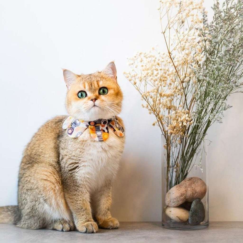 貓掌花花圍巾